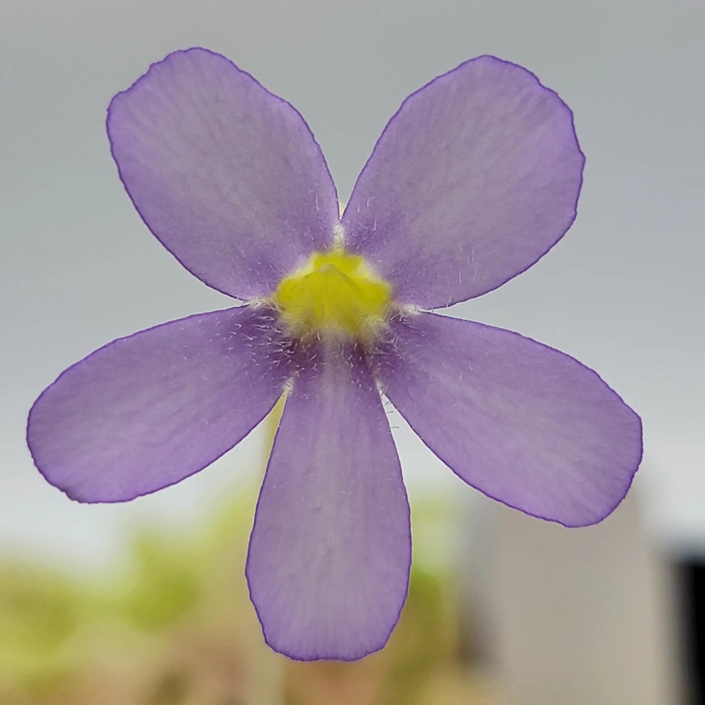 Pinguicula gigantea (Red Flush) - Tampa Home & Garden Store
