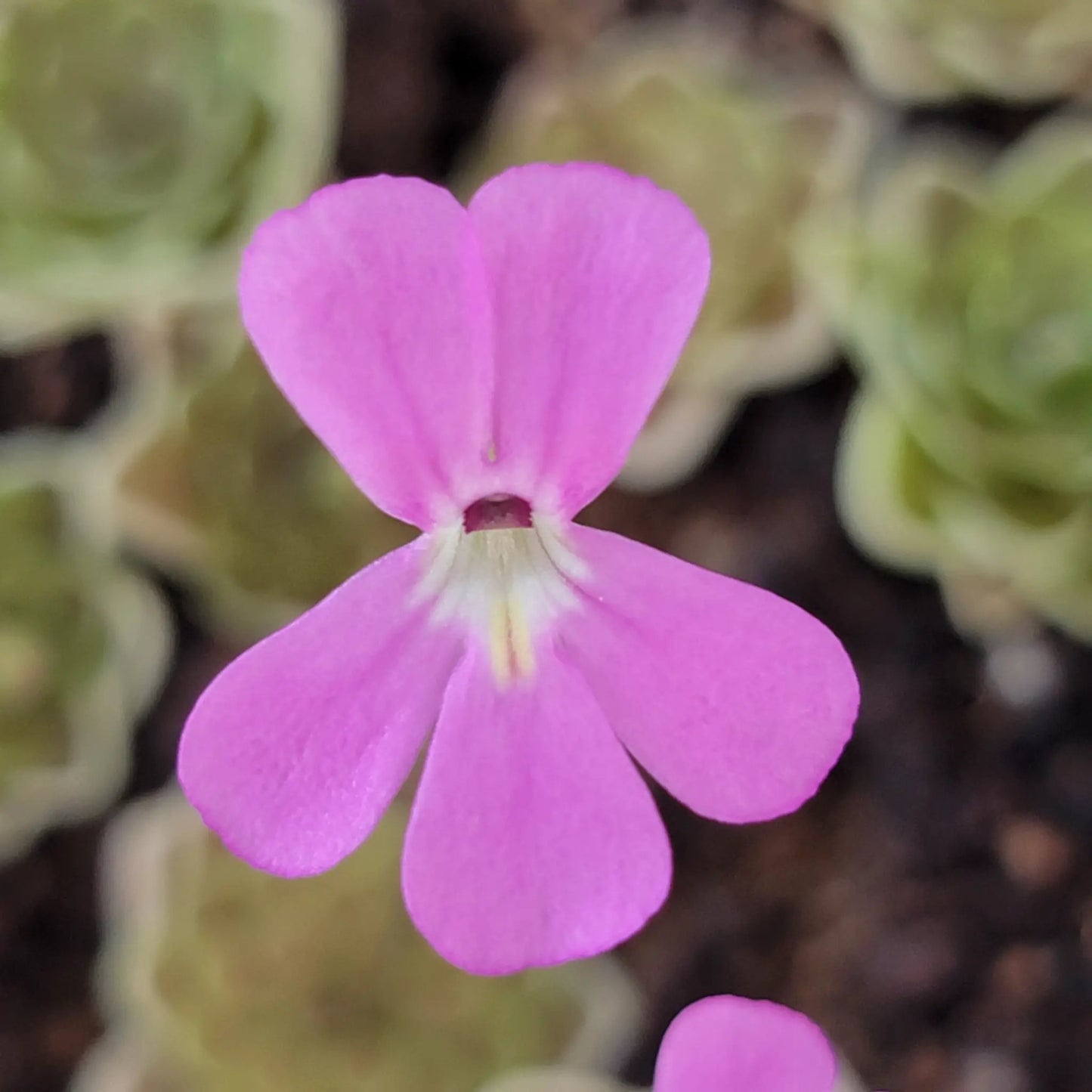 Pinguicula ehlersiae - Tampa Home & Garden Store