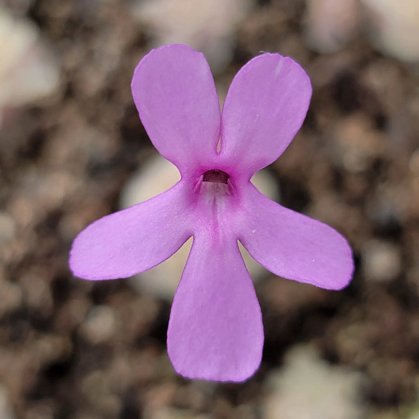 Pinguicula esseriana {Buena Vista} - Tampa Home & Garden Store