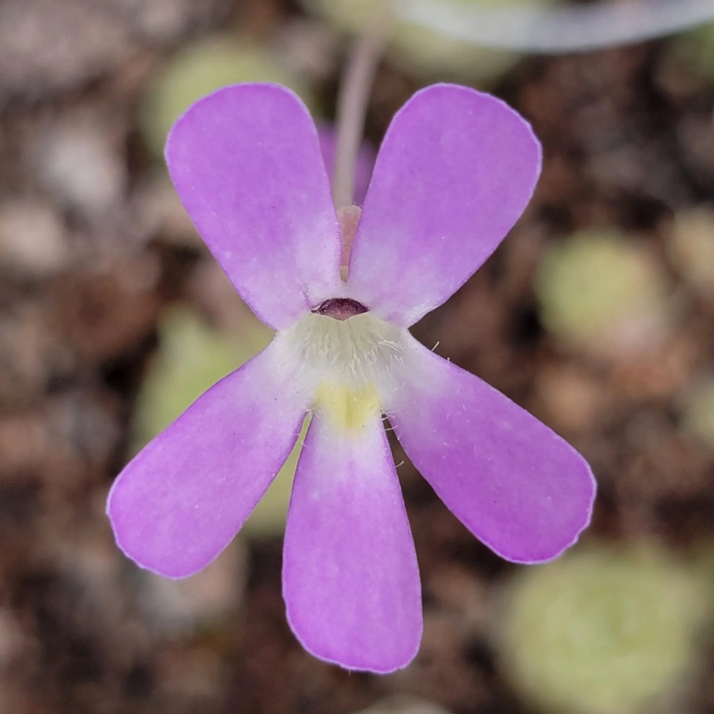 Pinguicula esseriana - Tampa Home & Garden Store