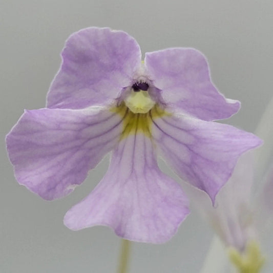 Pinguicula Mirandae x Laueana CP2 x Emarginata butterwort lavender bloom yellow throat on Tampa Home & Garden Store