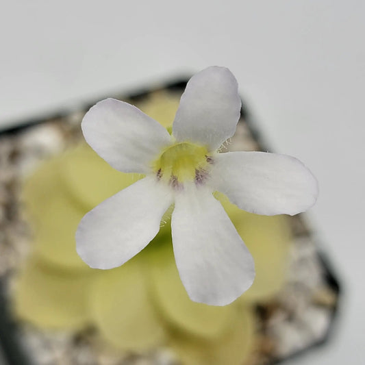Pinguicula ibarrae butterwort flower with white petals and yellow center on Tampa Home & Garden Store