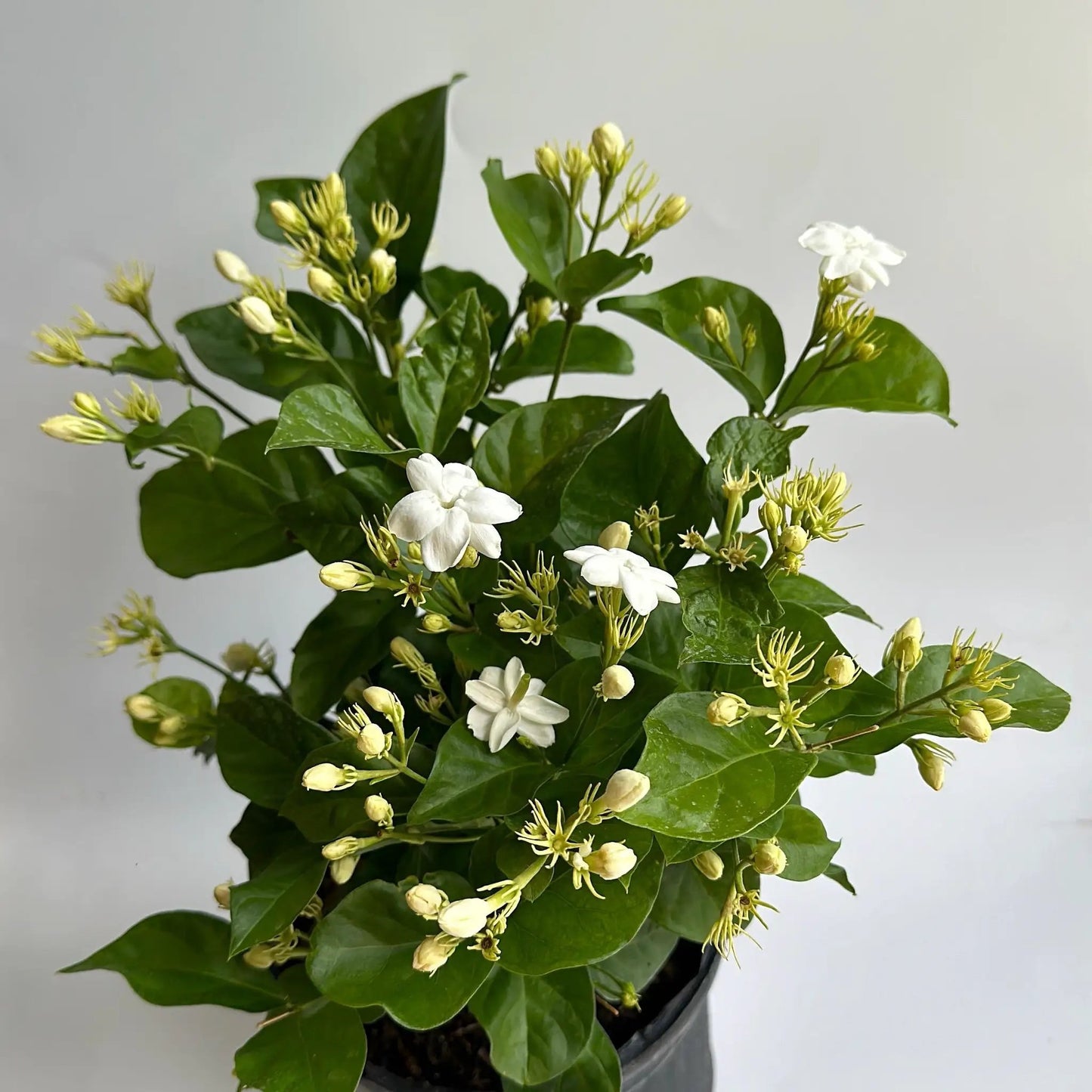 Jasmine Bush (Mo Samba) - Tampa Home & Garden Store