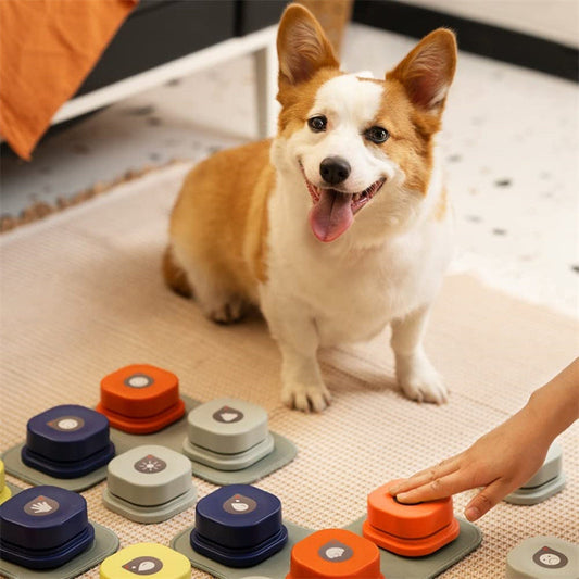 Pet communication button set in four colors for dogs; corgi sits as hand presses orange button on Tampa Home & Garden Store