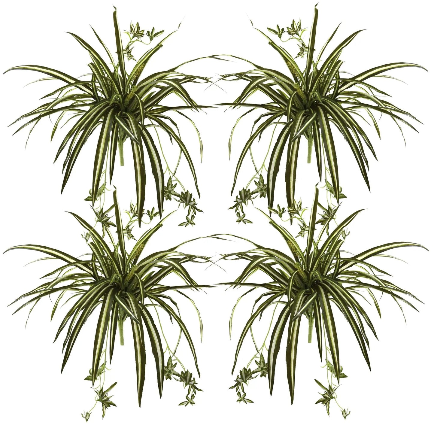 Spider Plant bush set of 4, 23-inch tall, variegated leaves with plantlets for home decor on Tampa Home & Garden Store