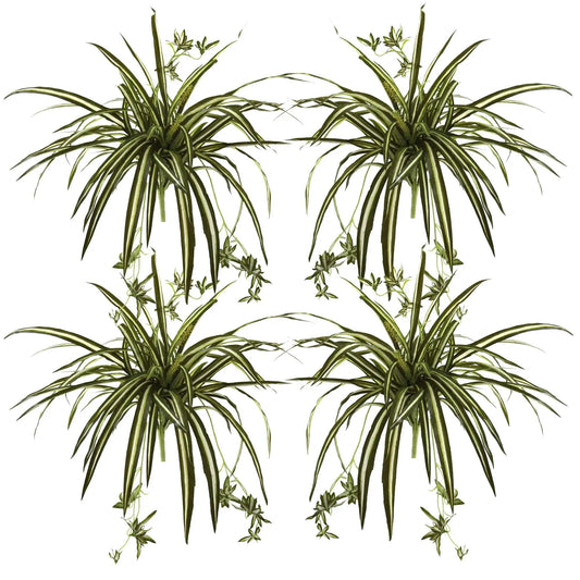Spider Plant bush set of 4, 23-inch tall, variegated leaves with plantlets for home decor on Tampa Home & Garden Store