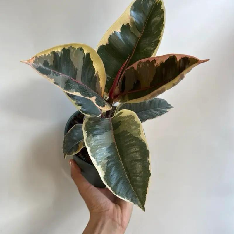 Variegated Ficus Tineke - Tampa Home & Garden Store