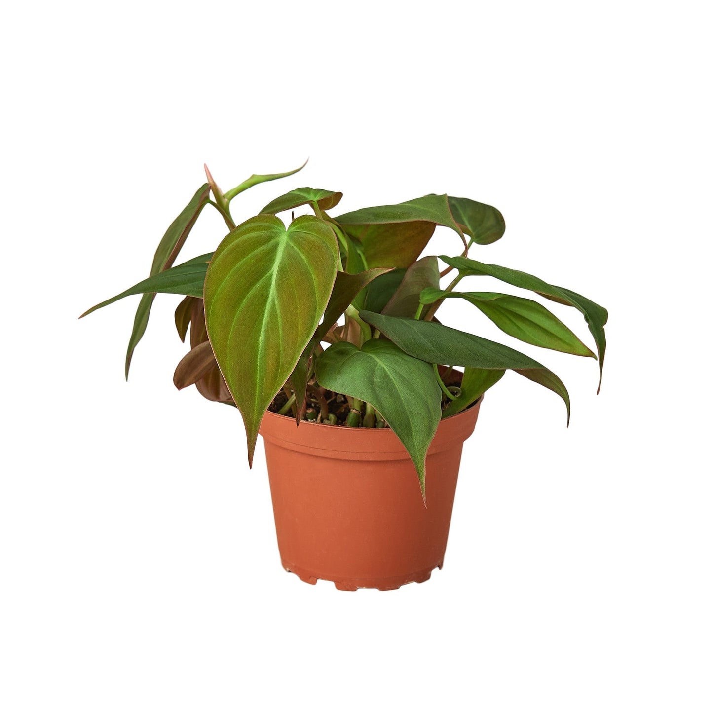 Philodendron Velvet 4-inch plant with heart-shaped velvety green leaves in a nursery pot on Tampa Home & Garden Store