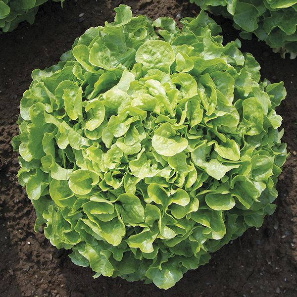 Encino Lettuce head, compact green leafy head for salads on Tampa Home & Garden Store
