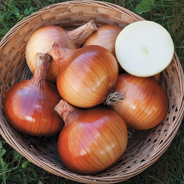 Valencia Onion bulbs in a wicker basket with orange-brown skins and a white onion half on Tampa Home & Garden Store