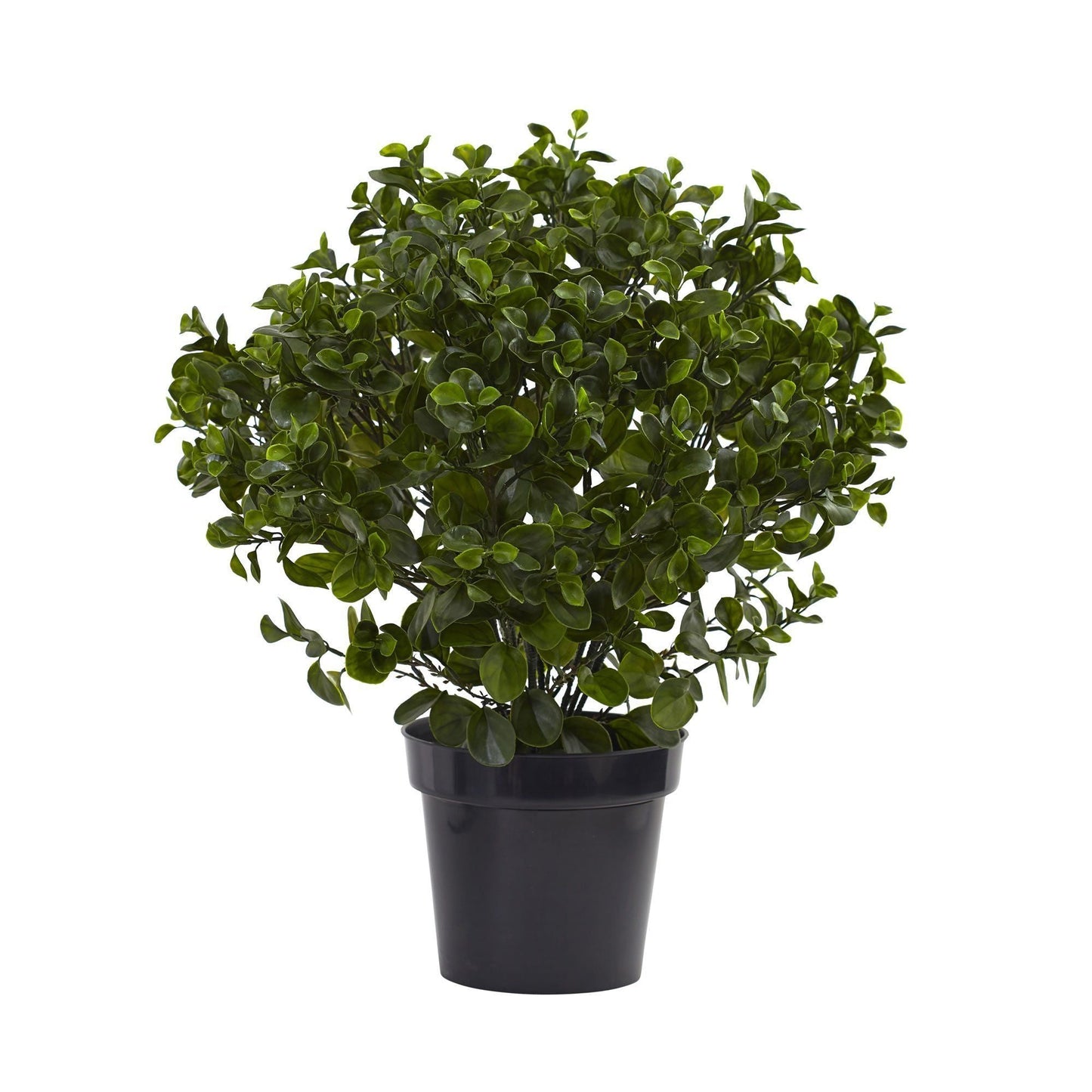 28” Peperomia Plant UV Resistant (Indoor/Outdoor) - Tampa Home & Garden Store