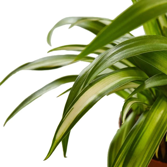 4-inch Spider Plant Hawaiian variegated green-cream leaves in pot House Plant Shop on Tampa Home & Garden Store