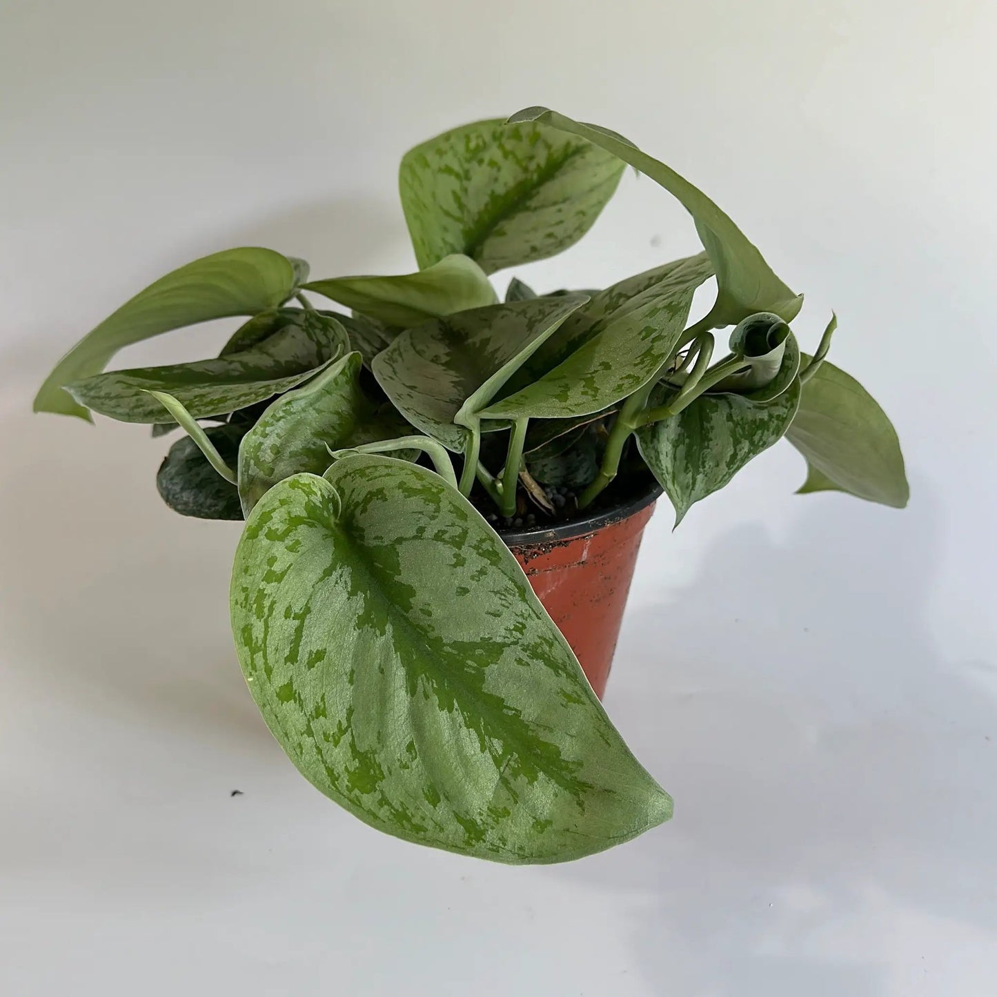 Pothos Silver 'Scindapsus Pictus' - Tampa Home & Garden Store