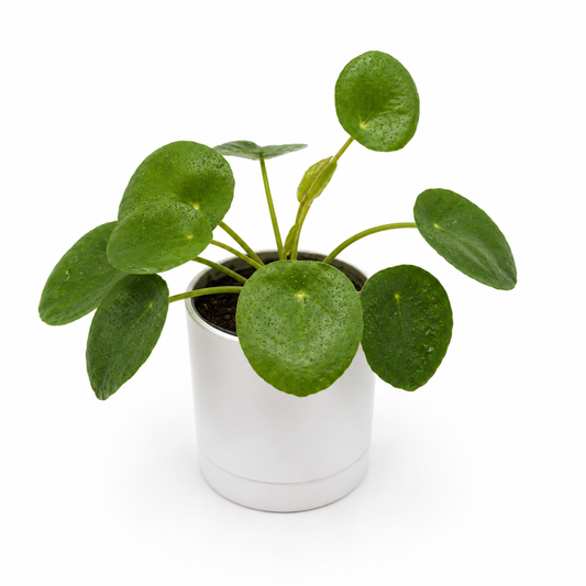 Pilea (plante OVNI)