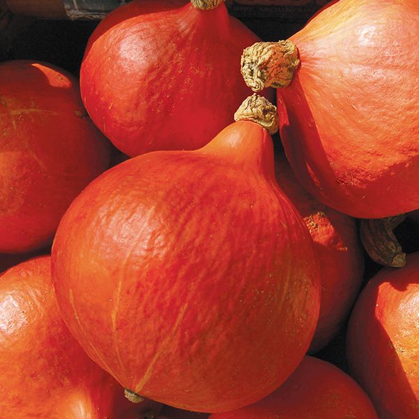 Red Kuri winter squash, orange bulbous gourds, Seedtime Store brand on Tampa Home & Garden Store