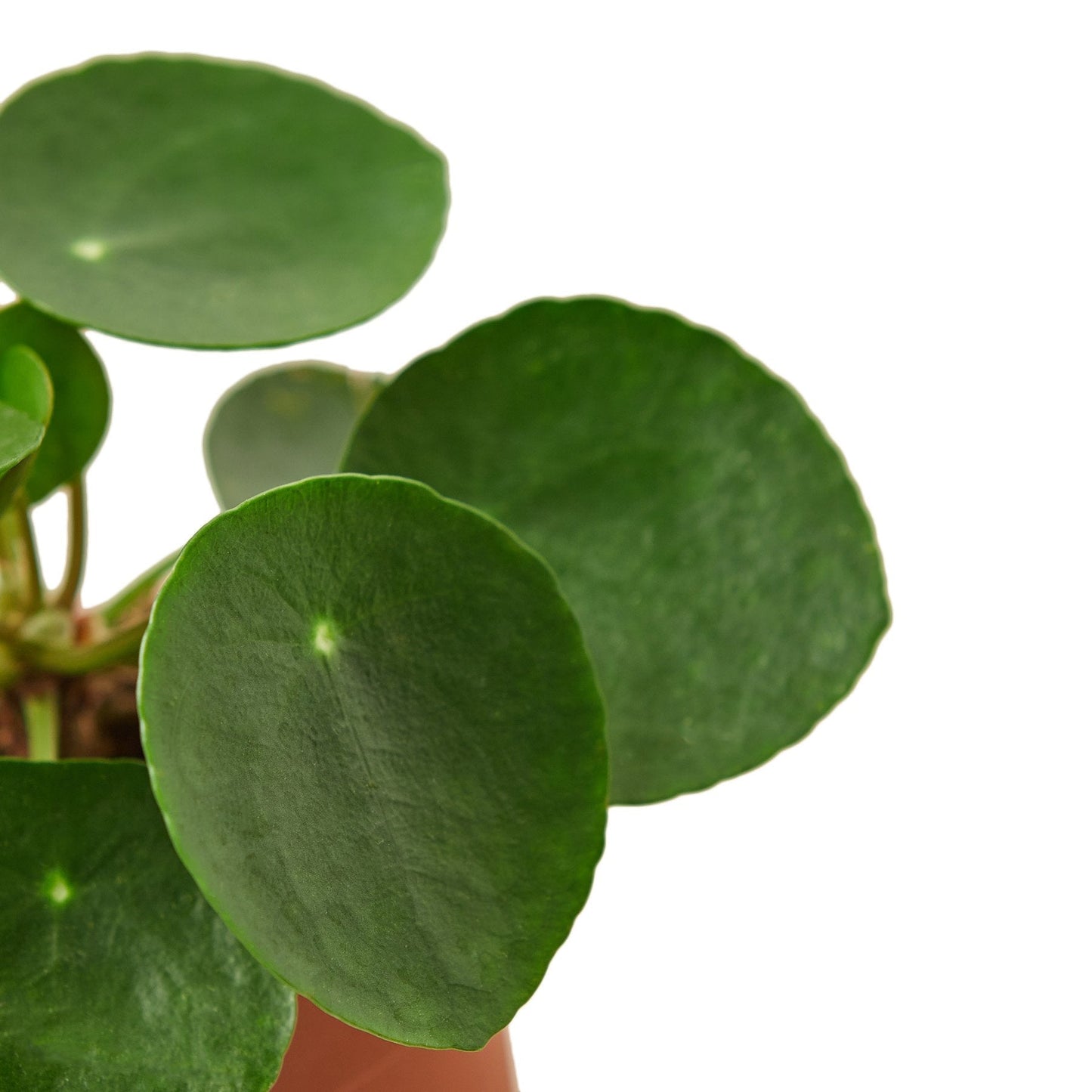 Pilea Peperomioides Chinese Money Plant in 6-inch nursery pot by Rooted Treasures Farms on Tampa Home & Garden Store