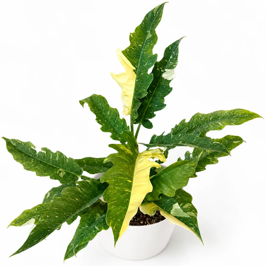 Ring of Fire Philodendron in white pot, green leaves with yellow variegation, RUNOPLANTS on Tampa Home & Garden Store