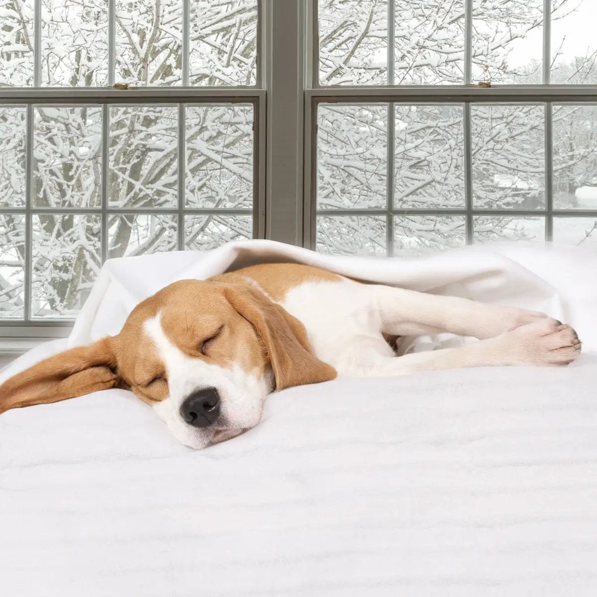 Digital Auto Overheat Massage Table Warmer beagle naps on white blanket beside window near Tampa on Tampa Home & Garden Store