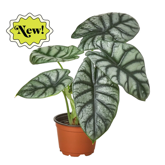 Alocasia Silver Dragon indoor plant with large dark green, veined leaves in a terracotta pot on Tampa Home & Garden Store