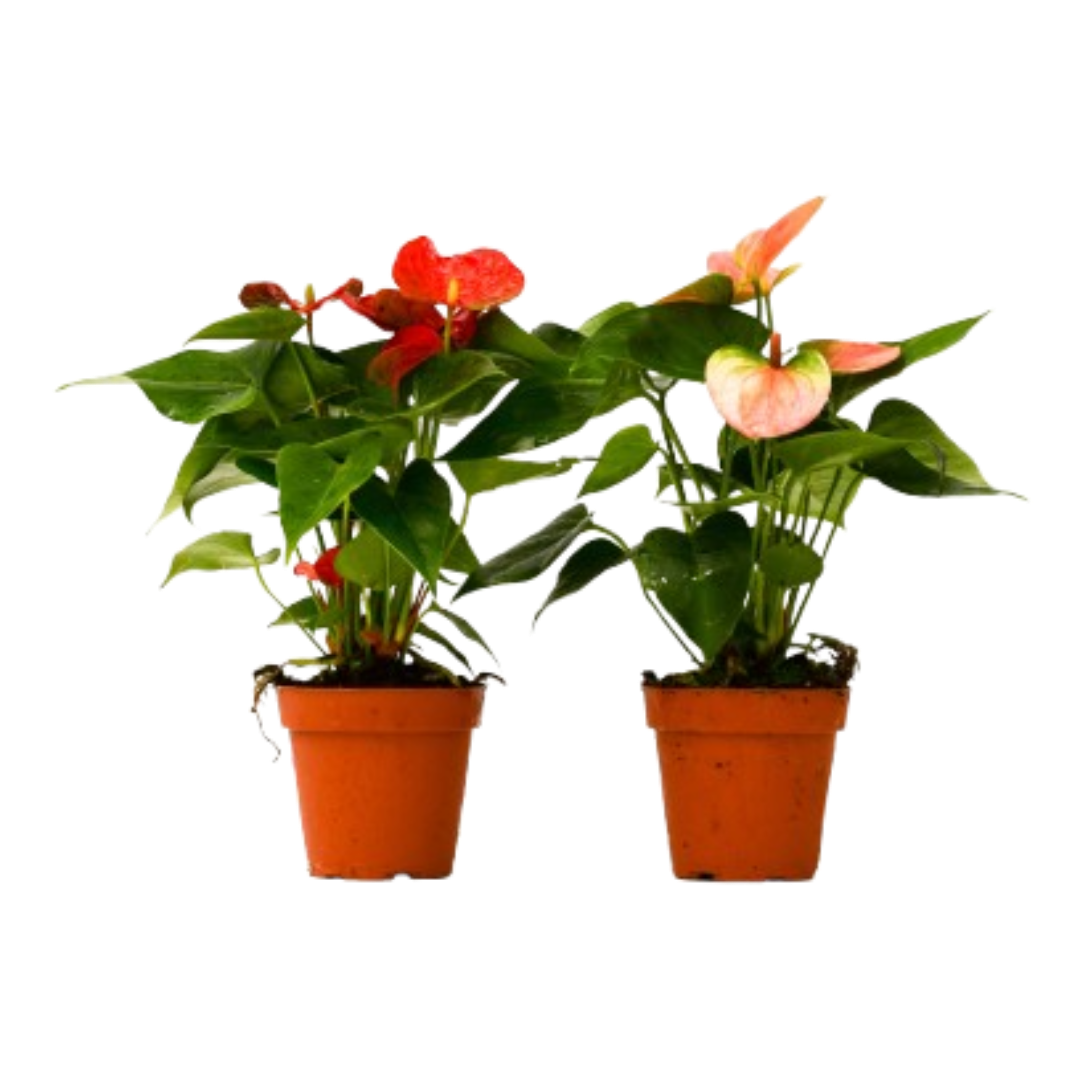 2 Anthurium variety pack plants in 4-inch orange terracotta pots with red and peach spathes Rooted Treasures Farms on Tampa Home & Garden Store