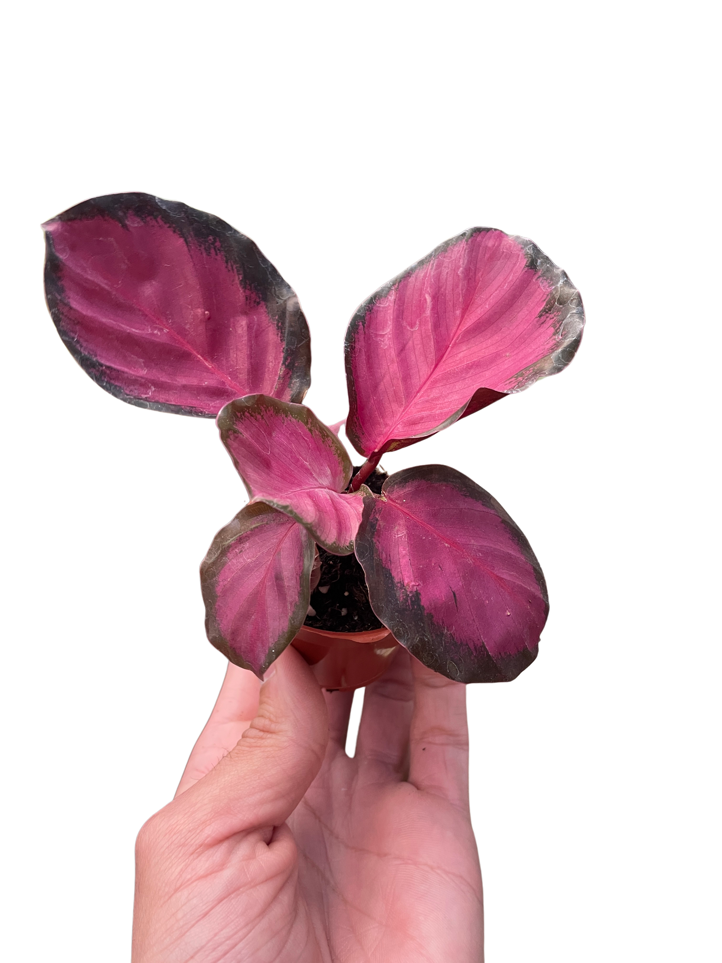 Calathea 'Purple Rose' - Tampa Home & Garden Store