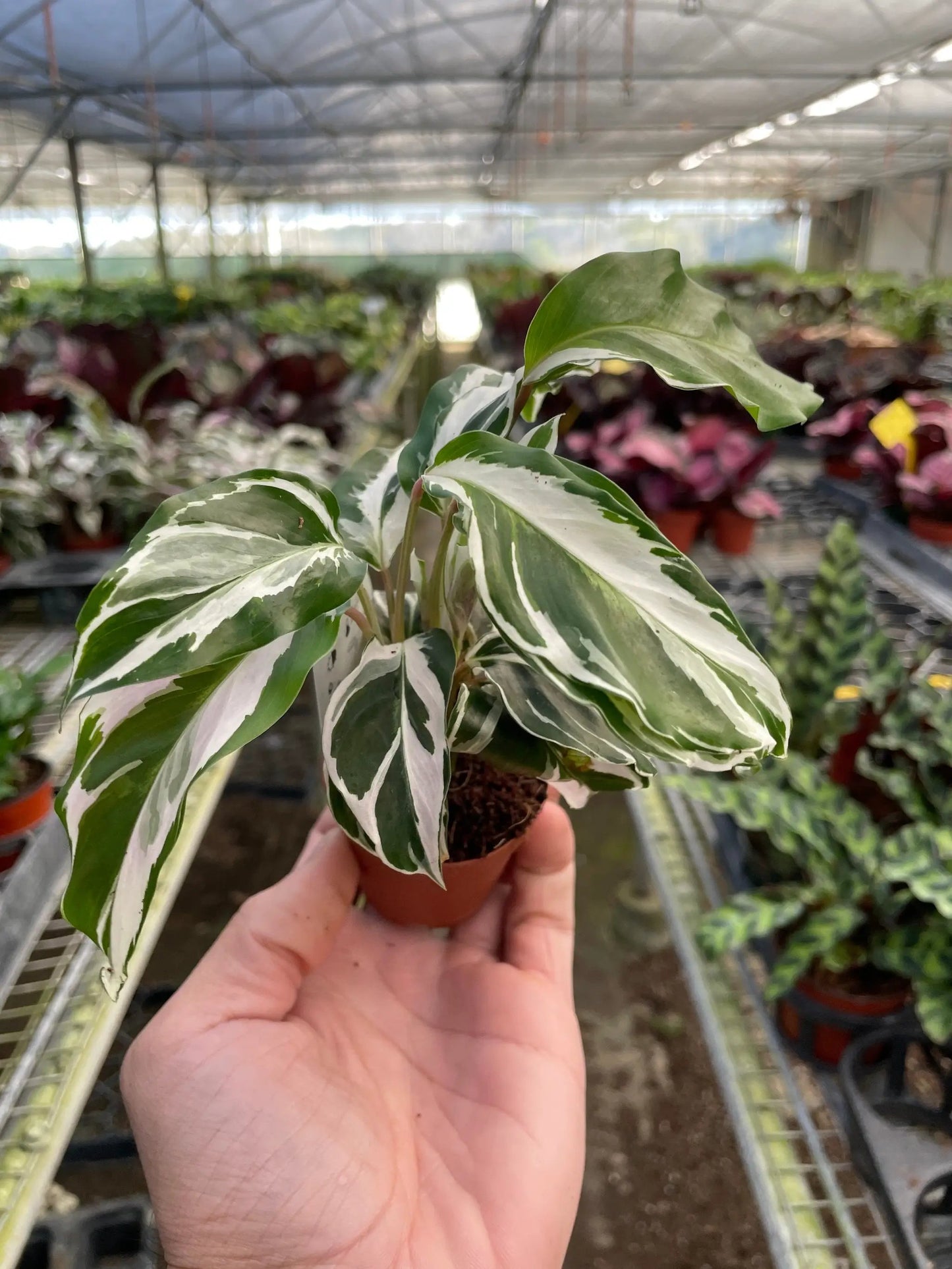 Calathea 'White Fusion' - Tampa Home & Garden Store