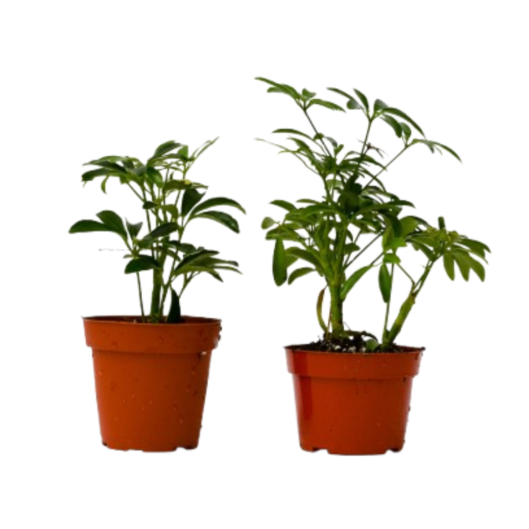 Two Schefflera plants in 4in terracotta pots Rooted Treasures Farms potted houseplants on Tampa Home & Garden Store