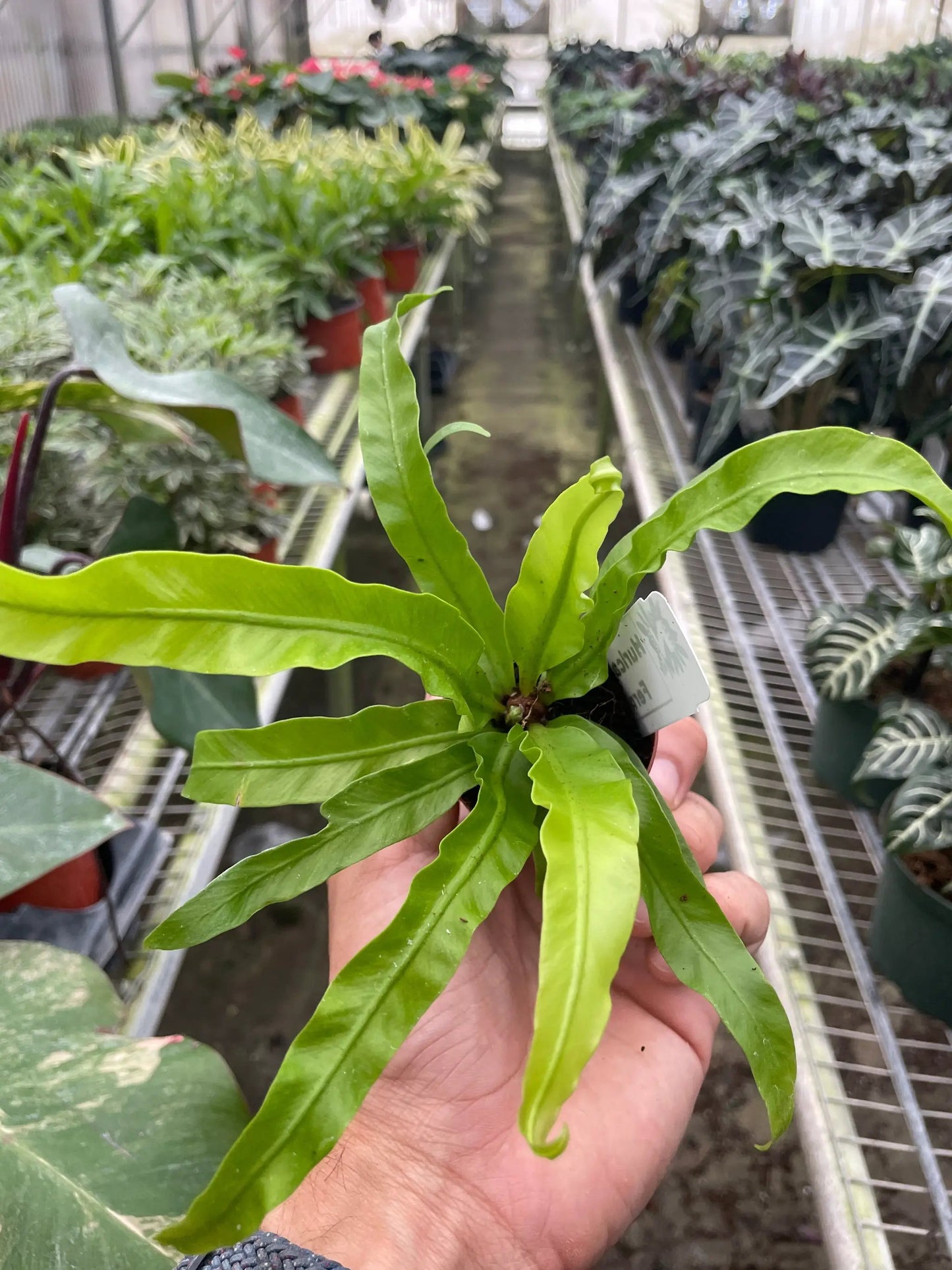 Hurricane and Birds Nest Fern Asplenium Antiquum indoor plant with green fronds in pot on Tampa Home & Garden Store