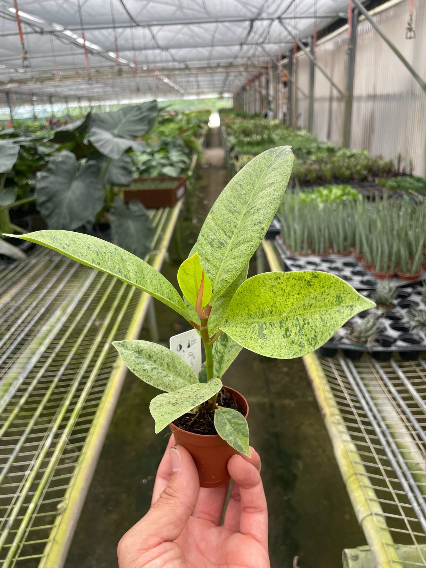 Ficus Moonshine Shivereana Variegated Plant