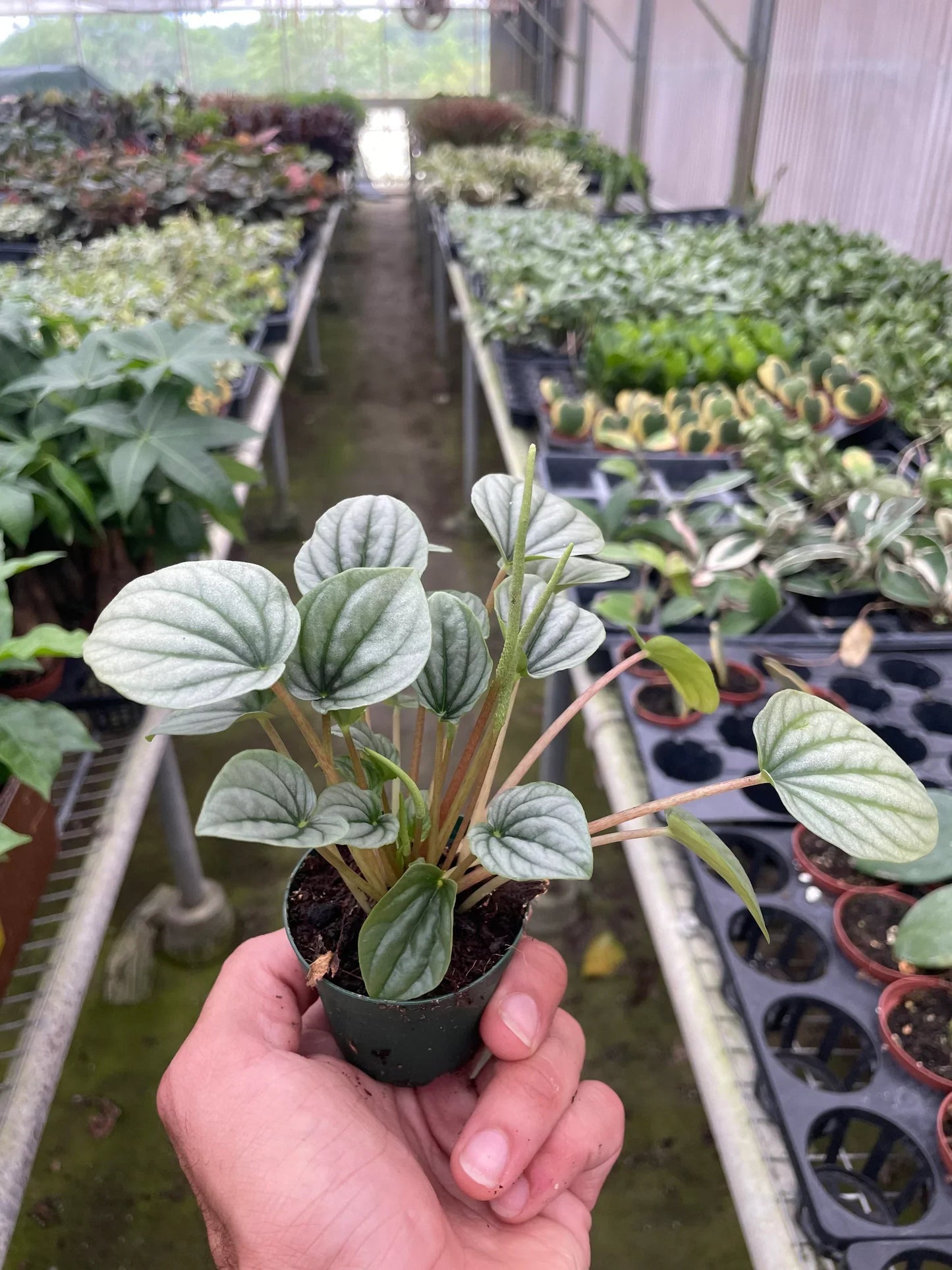 Peperomia Frost indoor plant with round silver-veined leaves in small pot Rooted Treasures Farms on Tampa Home & Garden Store