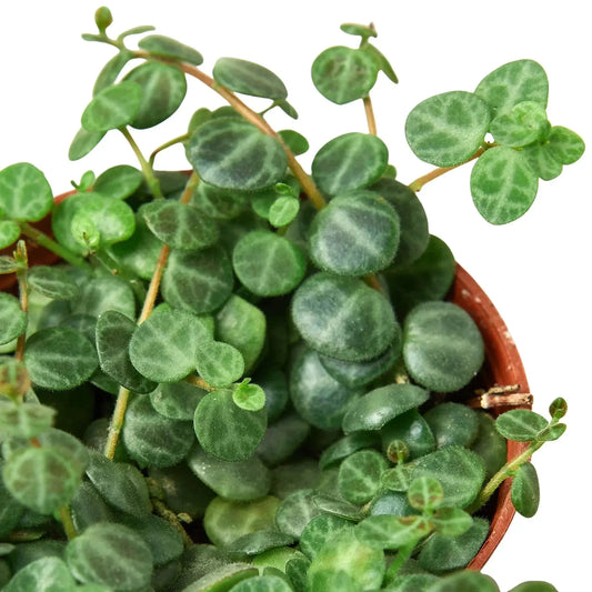 Peperomia Prostrata String of Turtles trailing plant with round green leaves in terracotta pot on Tampa Home & Garden Store