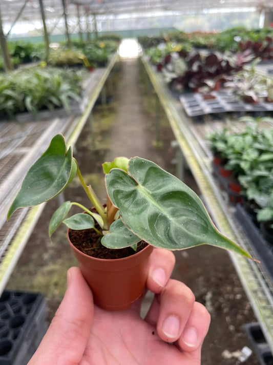 Philodendron Billietiae with Orange Petioles, small potted indoor plant with glossy green leaves on Tampa Home & Garden Store