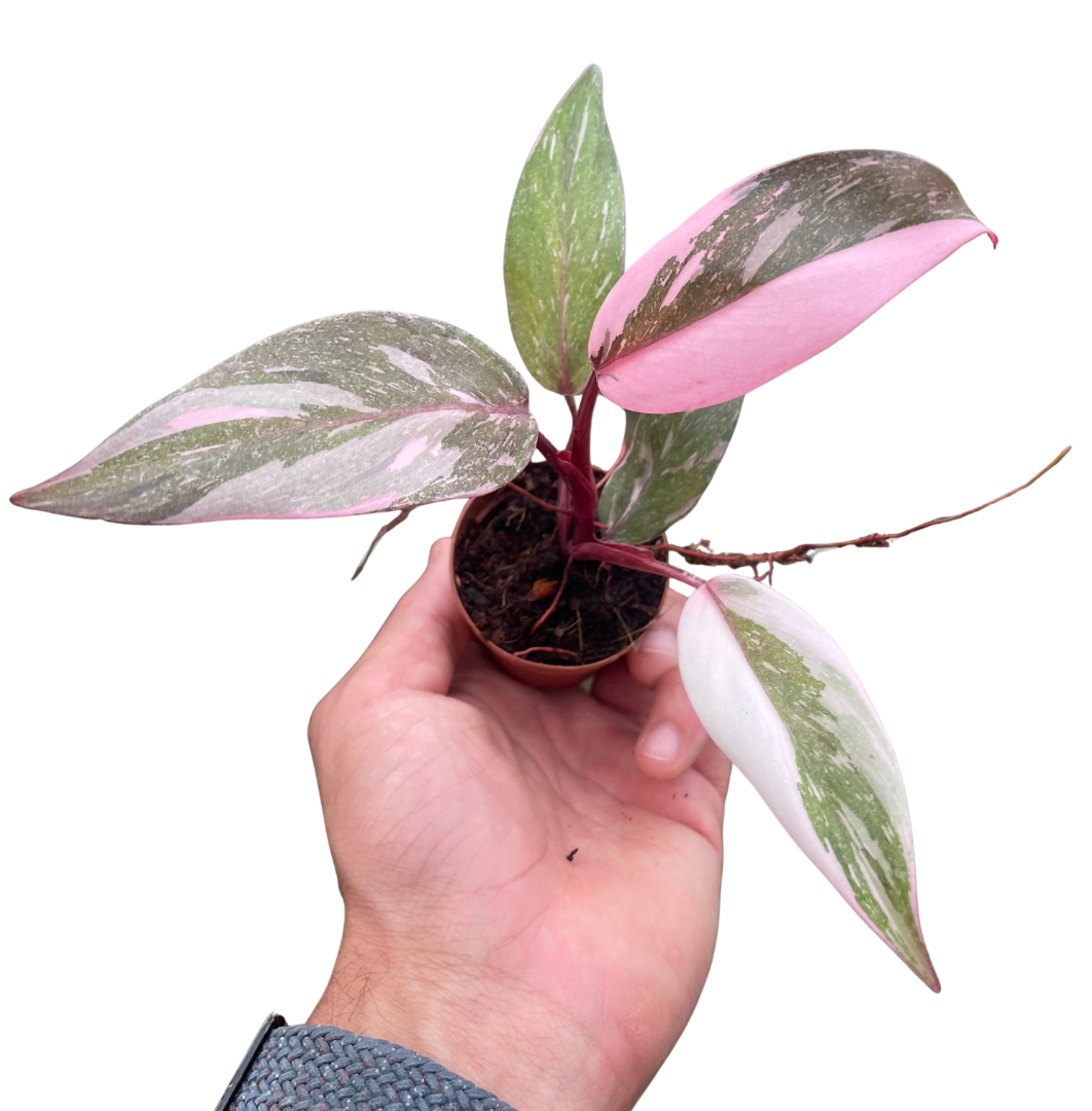 Philodendron Marble Pink Princess Variegated