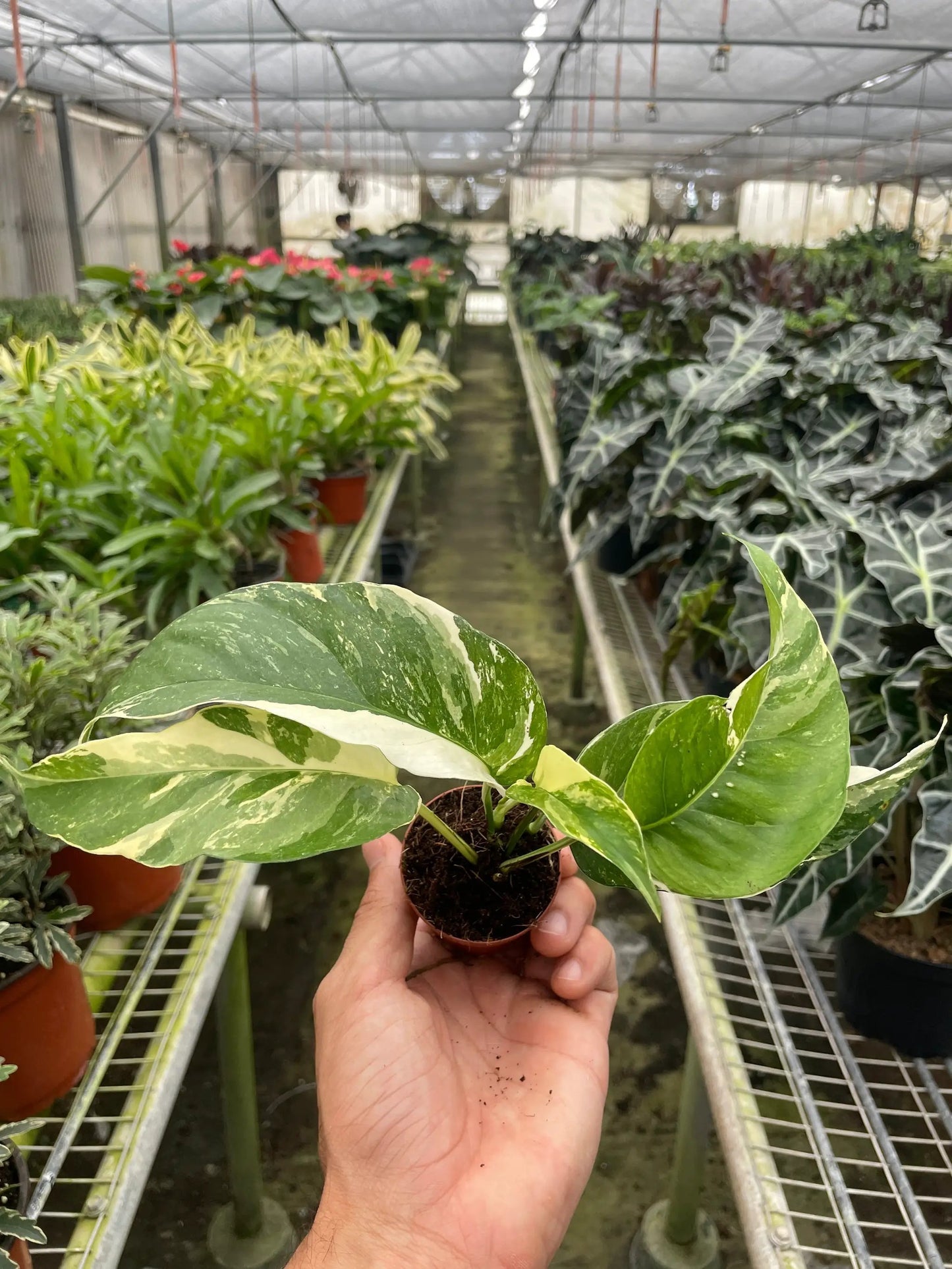 Pothos Albo Variegata Epipremnum Pinnatum