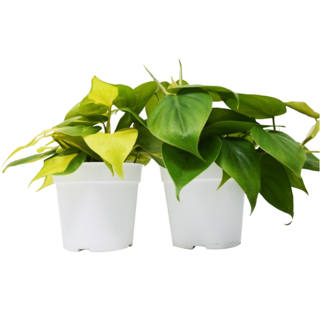 2 Philodendron Variety Pack, white 4-inch pots, green and yellow leaves, Rooted Treasures Farms on Tampa Home & Garden Store