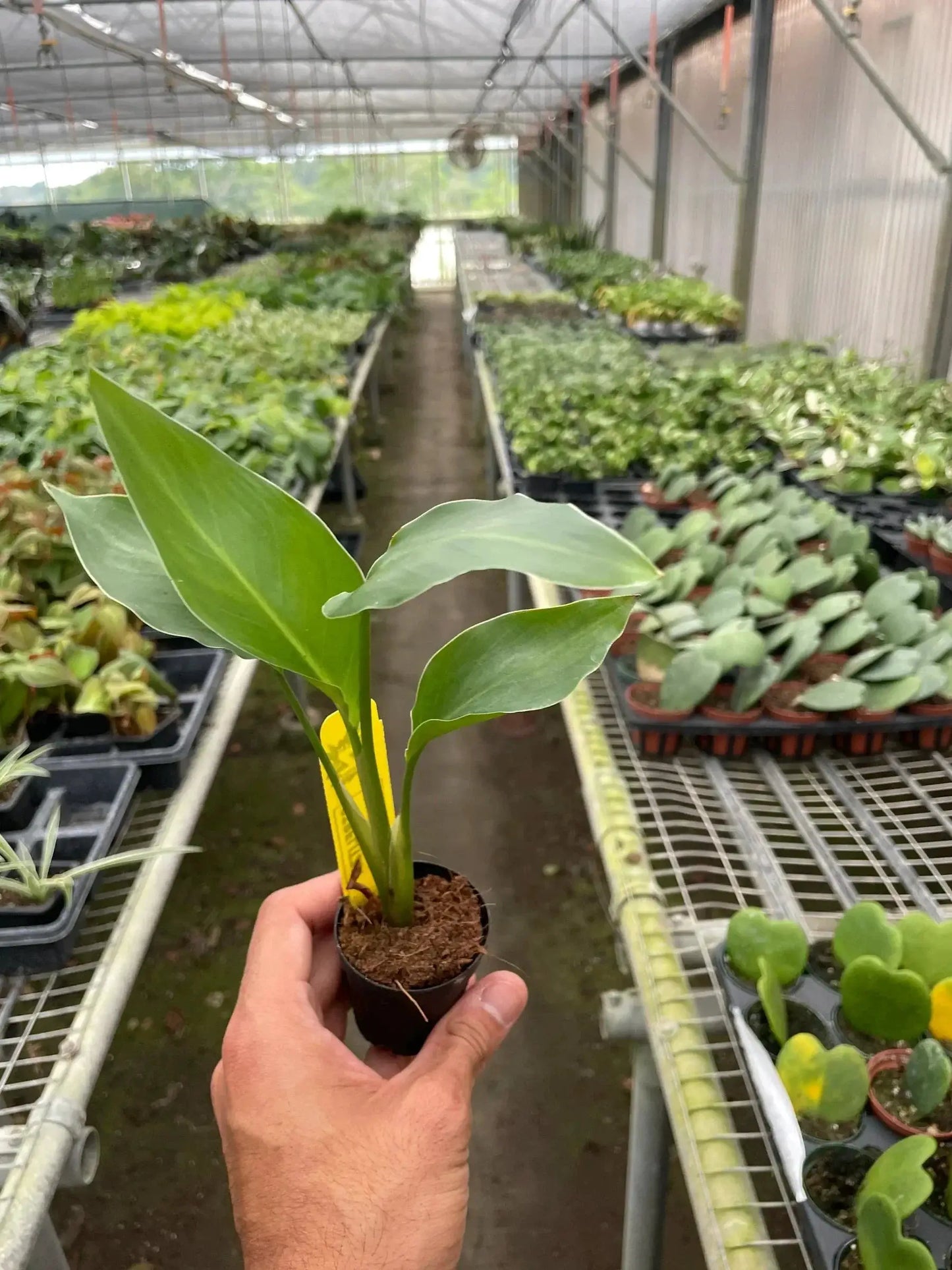White Bird of Paradise Strelitzia Nicolai potted houseplant with green leaves on Tampa Home & Garden Store