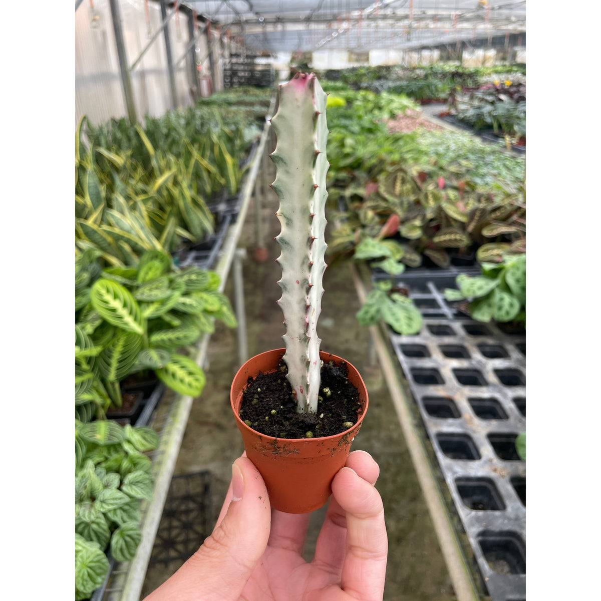 Dragon Bone Euphorbia succulent 4-inch stem in orange pot House Plant Shop on Tampa Home & Garden Store