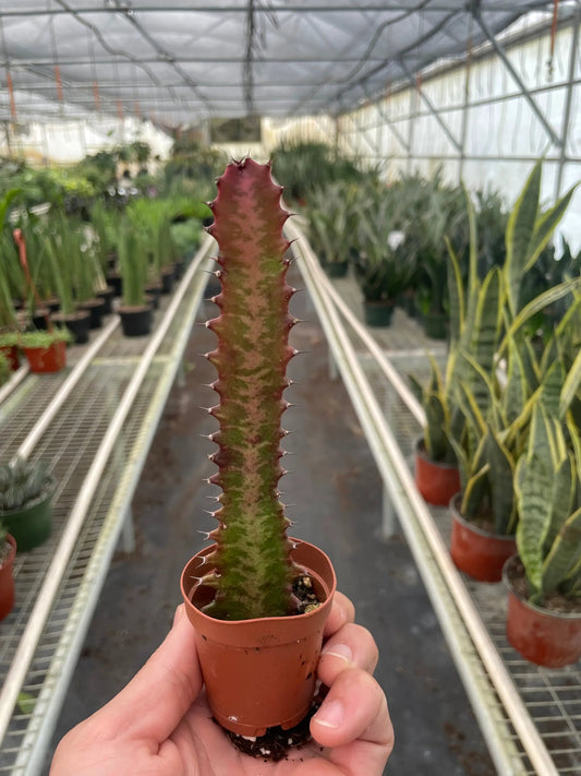 Royal Red Euphorbia Trigona Rubra succulent stem in a small pot with reddish spines on Tampa Home & Garden Store