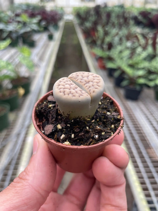 Lithops living stones pebble plant in a small terracotta pot, gray-beige two-lobed succulent on Tampa Home & Garden Store