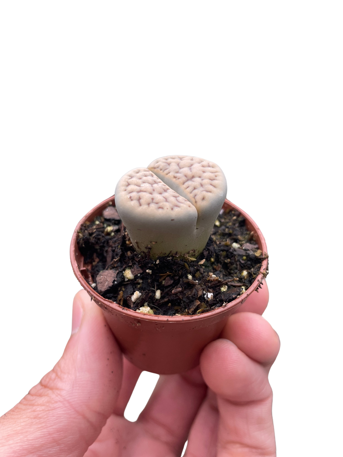 Lithop Living Stone - Tampa Home & Garden Store