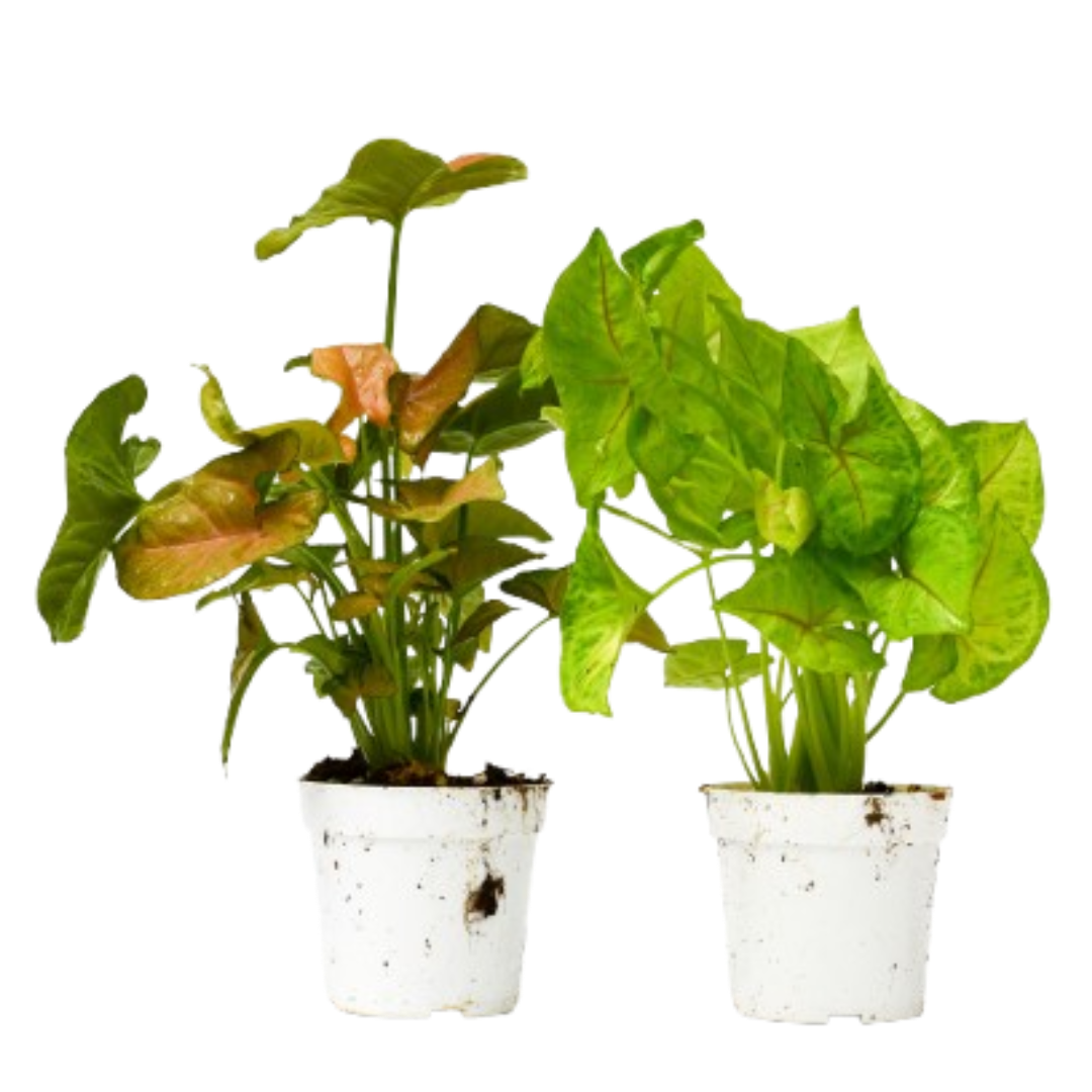 Syngonium Arrowhead Plant 4in pots 2-pack coppery and bright green foliage Rooted Treasures Farms on Tampa Home & Garden Store