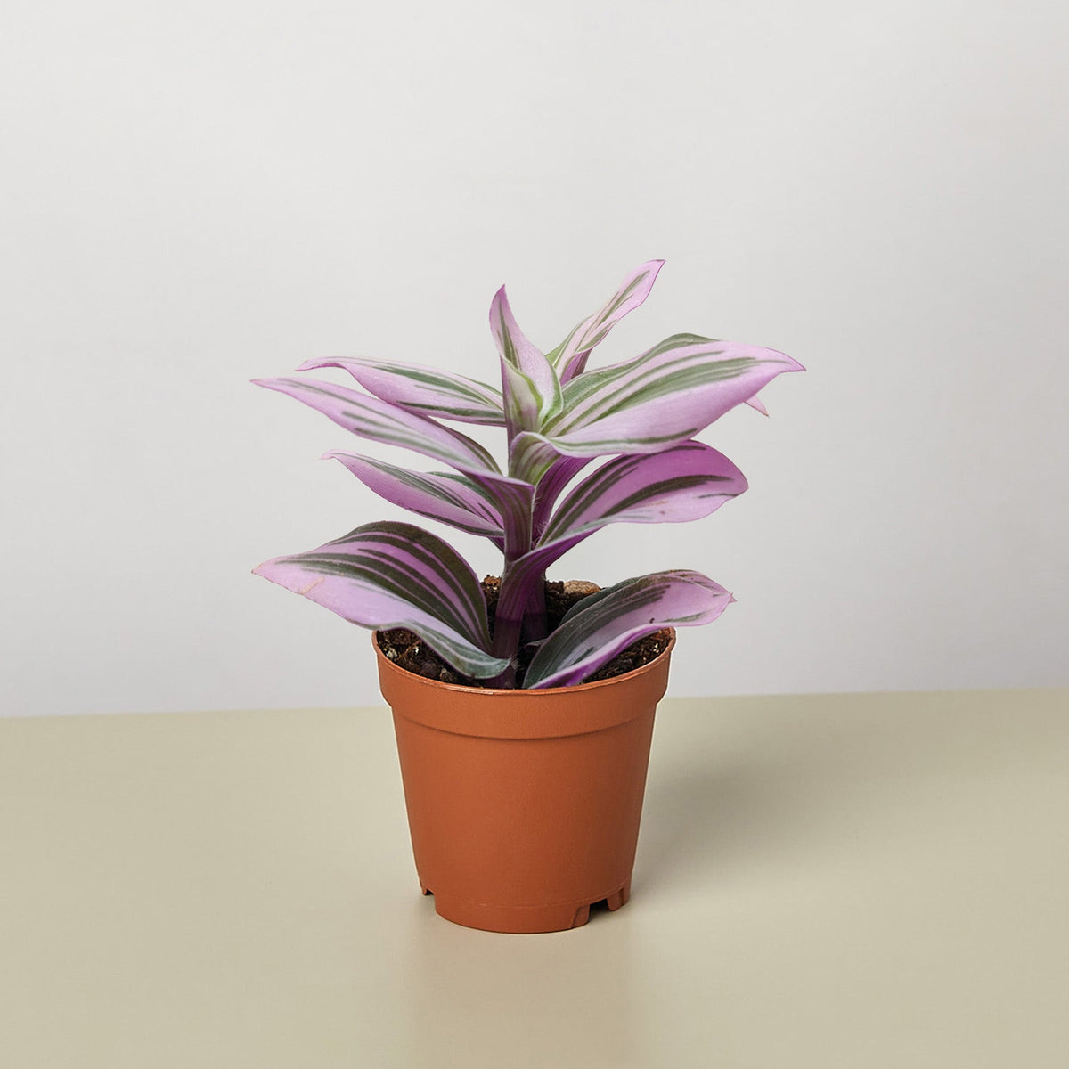 Tradescantia Nanouk plant in terracotta pot with pink purple leaves House Plant Shop on Tampa Home & Garden Store