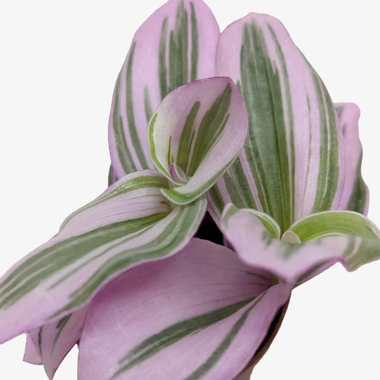 Nanouk Tradescantia variegated purple-green plant with pink-purple and green striped leaves on Tampa Home & Garden Store