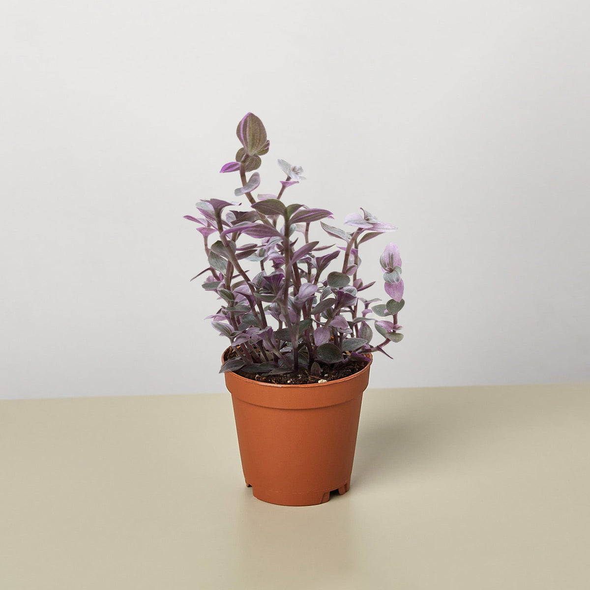 Tradescantia Callisia Pink Panther 4in plant with purple-pink foliage in a terracotta pot on Tampa Home & Garden Store