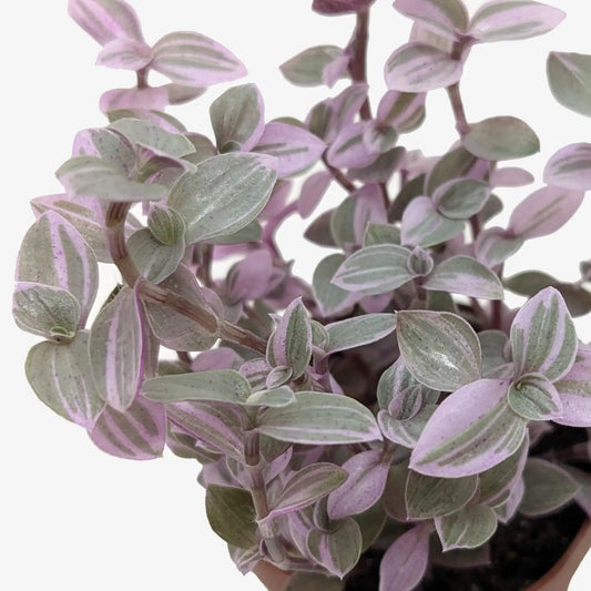 Tradescantia Callisia Pink Panther plant with purple-pink variegated oval leaves in a pot on Tampa Home & Garden Store