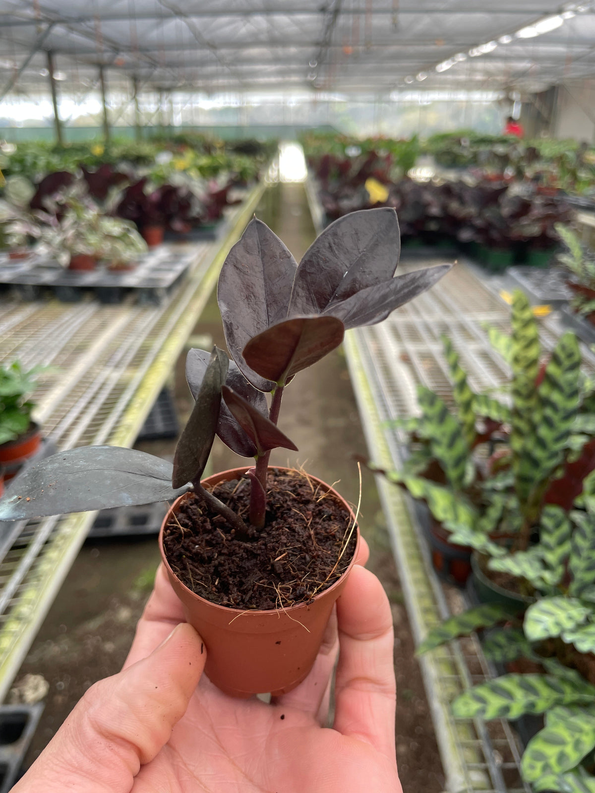 ZZ Zamioculcas Black Queen plant with burgundy leaves in small pot on Tampa Home & Garden Store