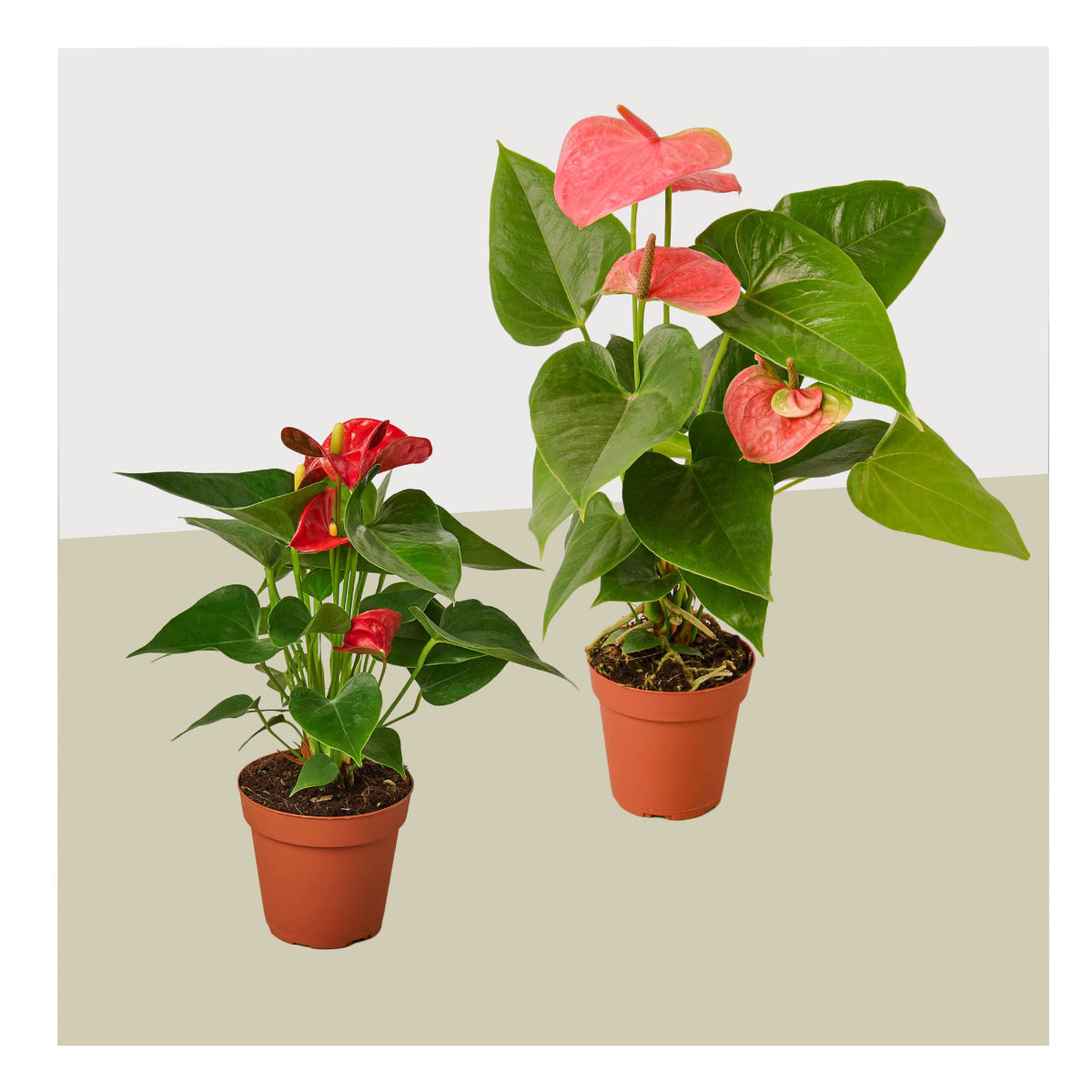 2 Anthurium plants in four-inch pots with pink-red spathes and glossy green leaves on Tampa Home & Garden Store