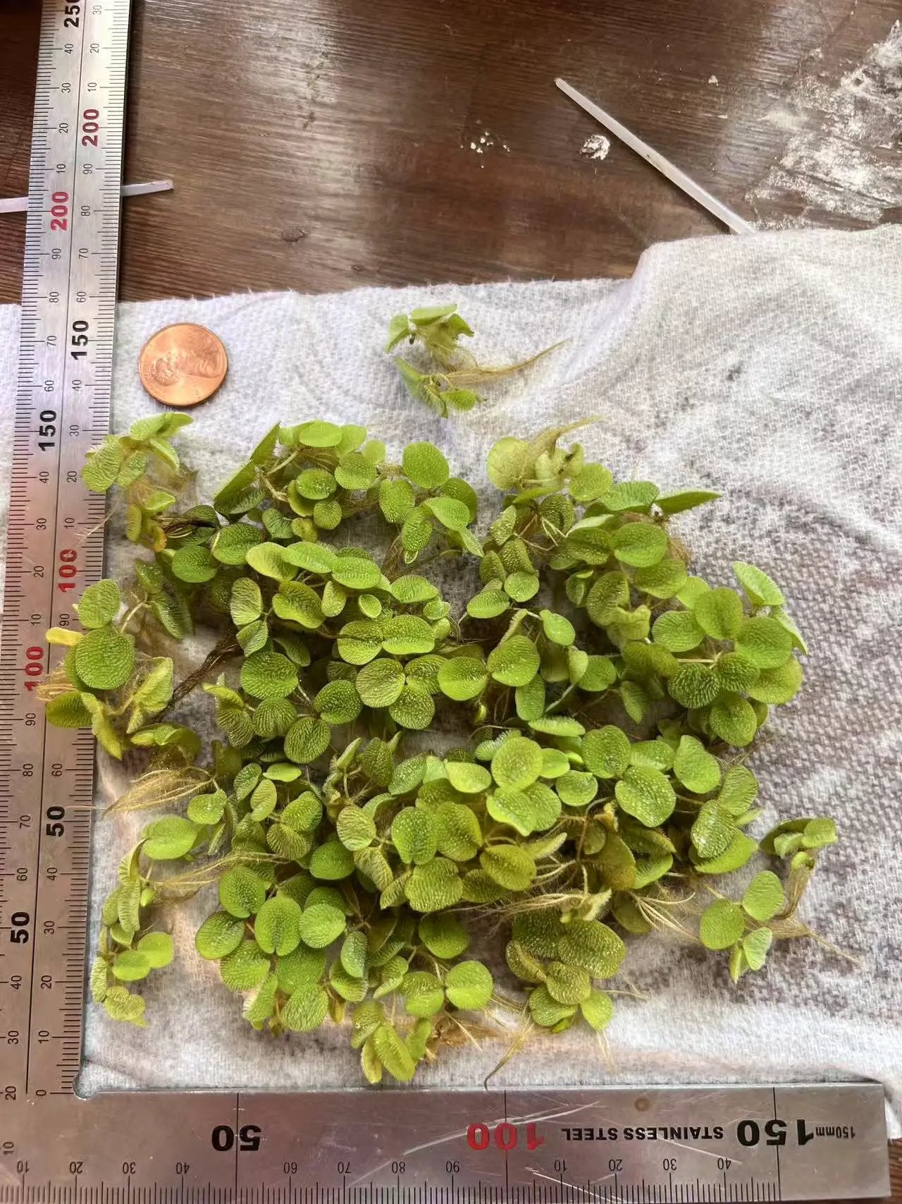 Water Spangles/Salvinia Minima - Tampa Home & Garden Store