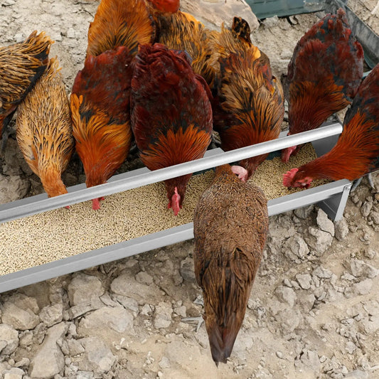 Metal chicken feeder trough, silver with drainage holes, for poultry feeding on Tampa Home & Garden Store