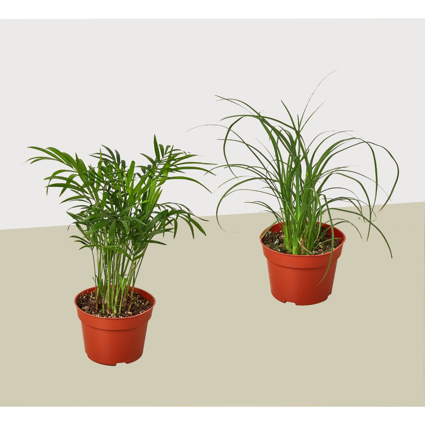 Two Palm Variety Pack in Four Inch Pots